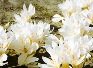 Безвременник Альбапленум