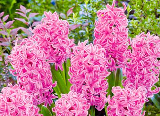 Гиацинты Ангелочек