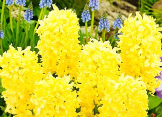 Гиацинты Королевский жёлтый