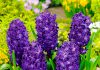 Гиацинты Магический синий