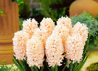 Гиацинты Шампанское