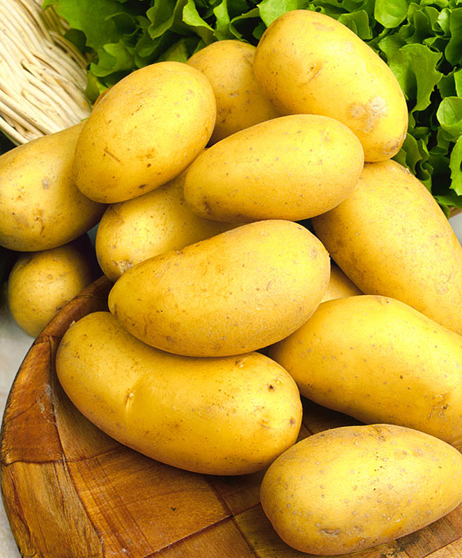 семена картофеля лилея купить