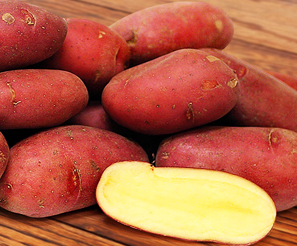 Картофель Палац: семена и саженцы  | цена 185 руб.