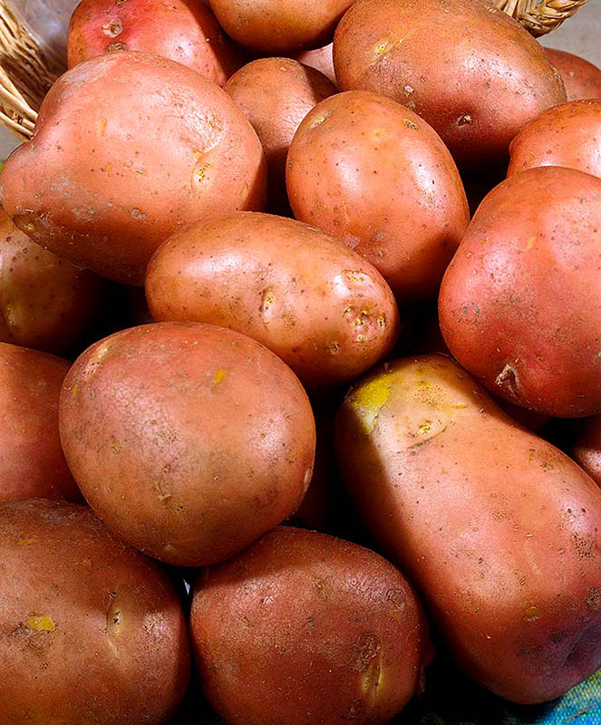 семена картофеля лилея купить