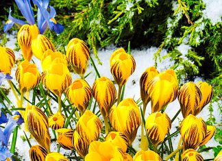 Крокусы Цыганочка