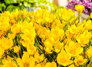 Крокусы Фускотинктус