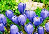 Крокусы Голубое небо