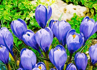 Крокусы Голубое небо