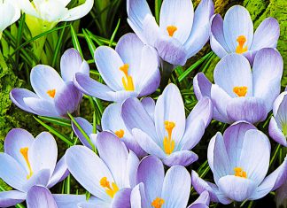 Крокусы Королева блюза