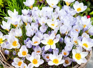 Крокусы Жемчужина у моря