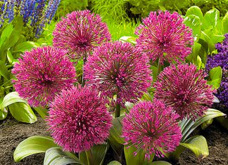 Лук декоративный Невского