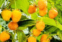 Малина Беглянка