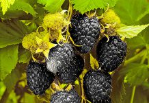 Малина Ирина