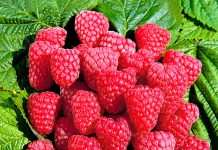 Малина Метеор