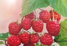 Малина Рубин брянский