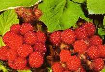 Малина Японская