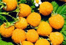 Малина Жёлтый гигант