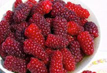 Малино-ежевичные гибриды Силван