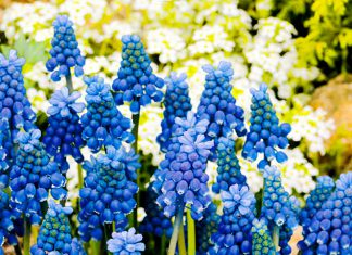 Мускари Неглектум