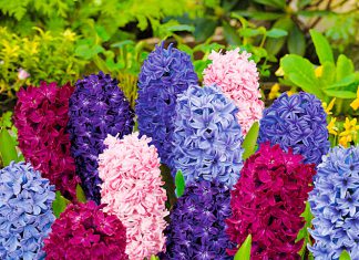 Набор Гиацинтов Лесные ягоды