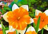 Нарциссы Апельсин