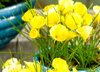 Нарциссы Джулиа Джейн