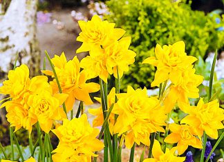 Нарциссы Кампернель