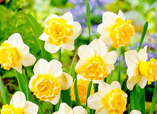 Нарциссы Волна