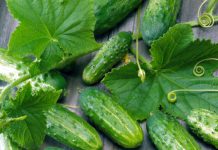 Огурцы Маша F1