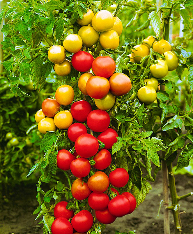 купить семена балконных помидор