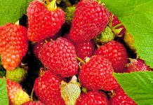 Ремонтантная малина Брянское диво