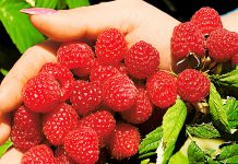 Ремонтантная малина Надёжная