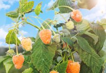 Ремонтантная малина Золотые купола