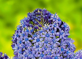 Сцилла Перуанская