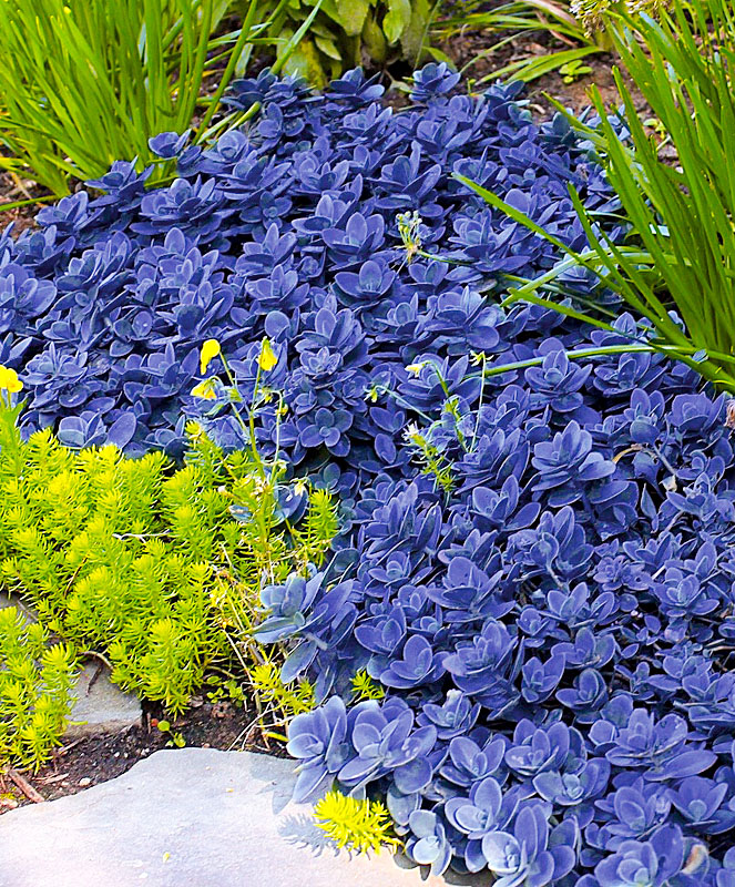 Синие цветы для клумбы фото и названия многолетние
