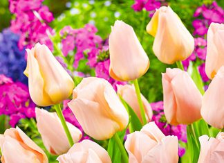 Тюльпаны Абрикосовый