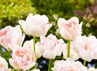 Тюльпаны Анжелика и абрикосы