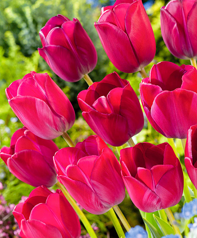 Тюльпаны Аттила Граффити: семена и саженцы