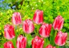 Тюльпаны Дэнис