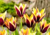 Тюльпаны Гавот