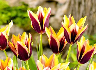 Тюльпаны Гавот