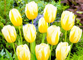 Тюльпаны Кокетка