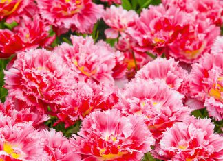 Тюльпаны Криспион Свит