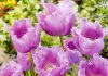 Тюльпаны Лиловый кристал