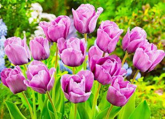 Тюльпаны Любезный