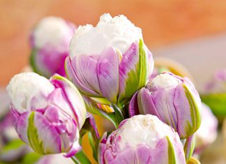 Тюльпаны Мороженое