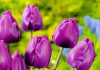 Тюльпаны Негрита