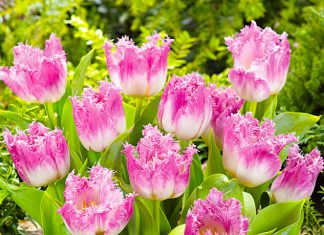 Тюльпаны Овьедо