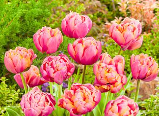 Тюльпаны Розовая звезда