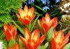 Тюльпаны Шекспир